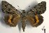  ( - 24123-300618-RU)  @11 [ ] Copyright (2019) Sergey Didenko none