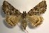  (Catocala mayagawai - 24125-150817-VI)  @14 [ ] Copyright (2019) Sergey Didenko none