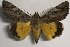 ( - 24127-150119-SU)  @11 [ ] Copyright (2019) Sergey Didenko none