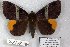  ( - 24131-050319-MA)  @11 [ ] Copyright (2019) Robert Borth LepBio, LLC