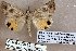  ( - 24138-270419-IR)  @11 [ ] Copyright (2019) Robert Borth LepBio, LLC