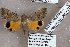  ( - 24140-090519-KA)  @11 [ ] Copyright (2019) Robert Borth LepBio, LLC