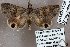  (Drasteria tenera - 24142-110519-KA)  @11 [ ] Copyright (2019) Robert Borth LepBio, LLC