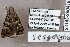  ( - 24143-290419-KA)  @11 [ ] Copyright (2019) Robert Borth LepBio, LLC