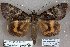  ( - 24144-310513-GR)  @14 [ ] Copyright (2019) Robert Borth LepBio, LLC