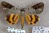  ( - 24145-100718-JA)  @14 [ ] Copyright (2019) Robert Borth LepBio, LLC