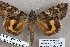  ( - 24148-150713-IT)  @13 [ ] Copyright (2019) Robert Borth LepBio, LLC