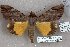  ( - 24150-151017-PA)  @11 [ ] Copyright (2019) Robert Borth LepBio, LLC