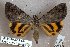  (Catocala largetaui - 24154-190618-CH)  @14 [ ] Copyright (2019) Robert Borth LepBio, LLC