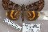  ( - 24162-180714-CH)  @11 [ ] Copyright (2019) Robert Borth LepBio, LLC