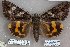  ( - 24166-040811-PA)  @11 [ ] Copyright (2019) Robert Borth LepBio, LLC