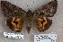  ( - 24167-150817-TI)  @11 [ ] Copyright (2019) Robert Borth LepBio, LLC