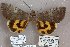  ( - 24168-050707-JA)  @11 [ ] Copyright (2019) Robert Borth LepBio, LLC