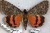  ( - 24169-020714-PA)  @11 [ ] Copyright (2019) Robert Borth LepBio, LLC