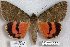  ( - 24171-030700-TA)  @11 [ ] Copyright (2019) Robert Borth LepBio, LLC