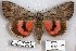  ( - 24172-170604-PA)  @11 [ ] Copyright (2019) Robert Borth LepBio, LLC