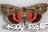  ( - 24173-280712-MO)  @11 [ ] Copyright (2019) Robert Borth LepBio, LLC