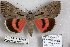  ( - 24174-050614-FR)  @13 [ ] Copyright (2019) Robert Borth LepBio, LLC