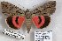  (Catocala optata - 24175-060614-FR)  @14 [ ] Copyright (2019) Robert Borth LepBio, LLC