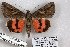  ( - 24777-100716-KA)  @11 [ ] Copyright (2019) Robert Borth LepBio, LLC