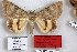  (Catocala pudica - 24778-040913-MO)  @13 [ ] Copyright (2019) Robert Borth LepBio, LLC