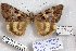  (Catocala becheri - 24782-250515-NE)  @14 [ ] Copyright (2019) Robert Borth LepBio, LLC