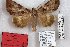  ( - 24783-150502-CH)  @11 [ ] Copyright (2019) Robert Borth LepBio, LLC
