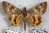  ( - 24785-140614-IR)  @13 [ ] Copyright (2019) Robert Borth LepBio, LLC