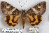  ( - 24786-250899-CH)  @11 [ ] Copyright (2019) Robert Borth LepBio, LLC