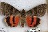  ( - 24789-150614-KY)  @11 [ ] Copyright (2019) Robert Borth LepBio, LLC
