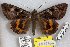  (Catocala manoi - 24791-031018-MY)  @11 [ ] Copyright (2019) Robert Borth LepBio, LLC