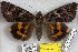  ( - 24792-031018-MY)  @11 [ ] Copyright (2019) Robert Borth LepBio, LLC