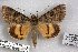  ( - 24797-210717-KA)  @11 [ ] Copyright (2019) Robert Borth LepBio, LLC