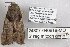  (Catocala crataegi RJB - 24807-040618-MO)  @11 [ ] Copyright (2019) Robert Borth LepBio, LLC