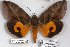  ( - 24813-161118-MA)  @11 [ ] Copyright (2019) Robert Borth LepBio, LLC