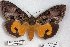  ( - 24815-171118-MA)  @11 [ ] Copyright (2019) Robert Borth LepBio, LLC