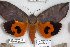  ( - 24825-070319-MA)  @11 [ ] Copyright (2019) Robert Borth LepBio, LLC