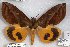  ( - 24836-181018-SU)  @11 [ ] Copyright (2019) Robert Borth LepBio, LLC