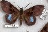  (Ischyja sp. RJB 9 - 24849-150916-SO)  @11 [ ] Copyright (2019) Robert Borth LepBio, LLC