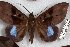  ( - 24850-150916-SO)  @11 [ ] Copyright (2019) Robert Borth LepBio, LLC