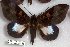  (Ischyja sp. RJB 8 - 24851-150916-SO)  @13 [ ] Copyright (2019) Robert Borth LepBio, LLC