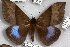  (Ischyja sp. RJB10 - 24853-151218-SU)  @11 [ ] Copyright (2019) Robert Borth LepBio, LLC