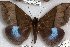  ( - 24854-181018-SU)  @11 [ ] Copyright (2019) Robert Borth LepBio, LLC