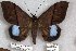 ( - 24855-181018-SU)  @13 [ ] Copyright (2019) Robert Borth LepBio, LLC