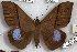  ( - 24856-181018-SU)  @13 [ ] Copyright (2019) Robert Borth LepBio, LLC