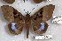  (Ischyja sp. RJB11 - 24857-151118-JA)  @13 [ ] Copyright (2019) Robert Borth LepBio, LLC
