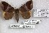  ( - 24858-051118-MA)  @11 [ ] Copyright (2019) Robert Borth LepBio, LLC