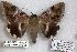  ( - 24859-110319-MA)  @11 [ ] Copyright (2019) Robert Borth LepBio, LLC