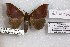  ( - 24860-131118-MA)  @11 [ ] Copyright (2019) Robert Borth LepBio, LLC