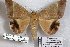  ( - 24863-141118-MA)  @11 [ ] Copyright (2019) Robert Borth LepBio, LLC
